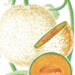 Melon Seeds - Edisto 47 - Sow True Seed