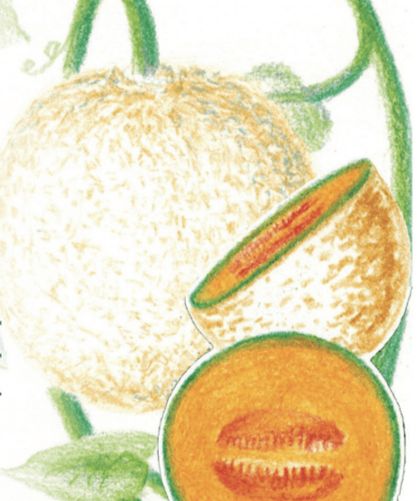 Melon Seeds - Edisto 47 - Sow True Seed