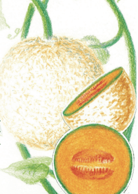 Melon Seeds - Edisto 47 - Sow True Seed