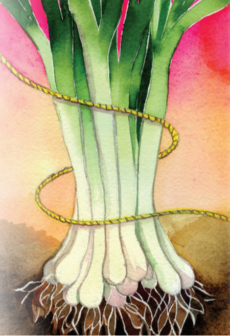 Bunching Onion Seeds - Long White Bunching - Sow True Seed