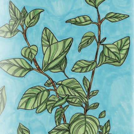 Oregano Seeds, Greek - Sow True Seed