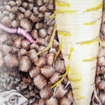 Parsnip Seeds - Hollow Crown - Sow True Seed
