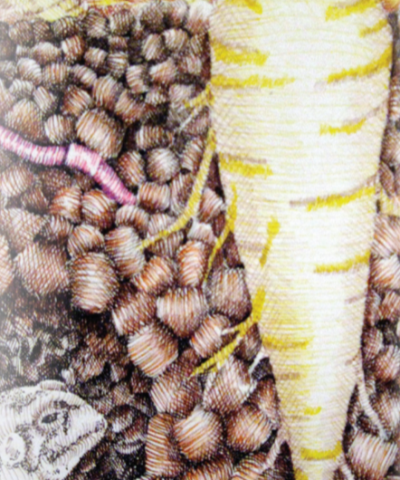 Parsnip Seeds - Hollow Crown - Sow True Seed