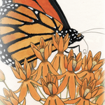 Milkweed Seeds - Butterfly - Sow True Seed