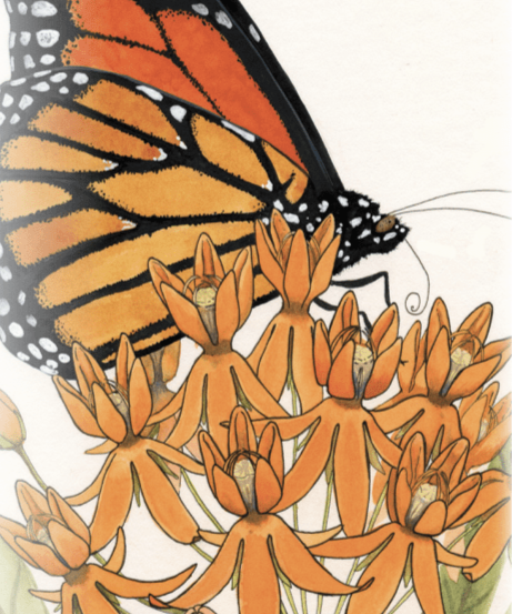 Milkweed Seeds - Butterfly - Sow True Seed