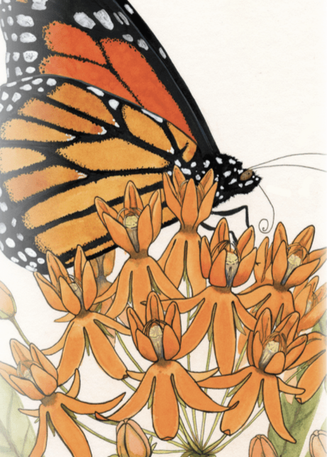 Milkweed Seeds - Butterfly - Sow True Seed