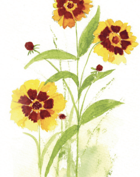 Coreopsis Seeds - Tall Plains - Sow True Seed