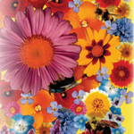 Flower Seed Mix - Bee Feed - Sow True Seed