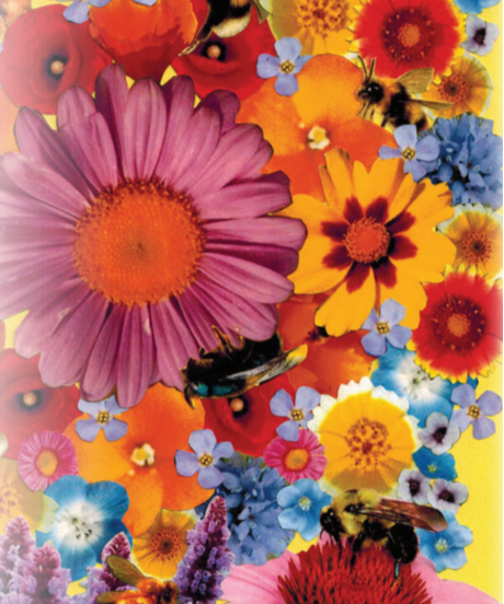 Flower Seed Mix - Bee Feed - Sow True Seed