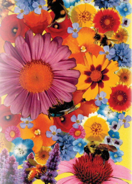 Bee Feed Flower Mix Sow True Seed Open Pollinated