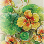 Nasturtium Seeds - Peach Melba Dwarf - Sow True Seed