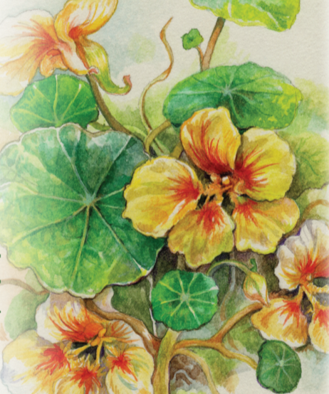 Nasturtium Seeds - Peach Melba Dwarf - Sow True Seed