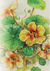 Nasturtium Seeds - Peach Melba Dwarf - Sow True Seed