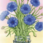 Bachelor Button Seeds - Tall Blue - Sow True Seed