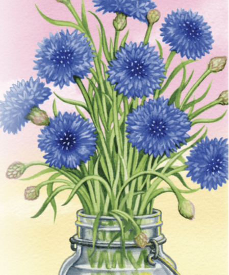 Bachelor Button Seeds - Tall Blue - Sow True Seed