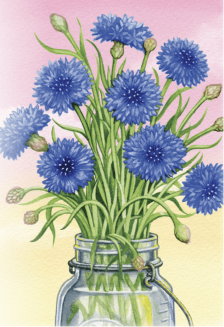 Bachelor Button Seeds - Tall Blue - Sow True Seed