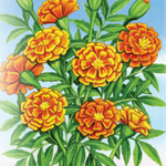 Marigold Seeds - Crackerjack - Sow True Seed