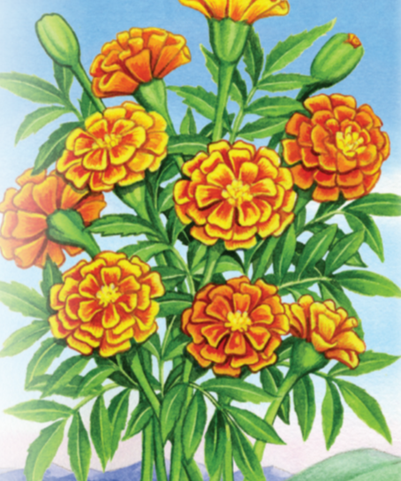Marigold Seeds - Crackerjack - Sow True Seed