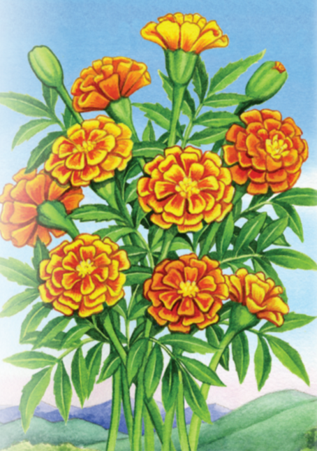 Marigold Seeds - Crackerjack - Sow True Seed