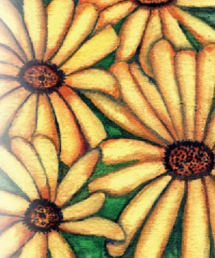 Daisy Seeds - African Flake - Sow True Seed