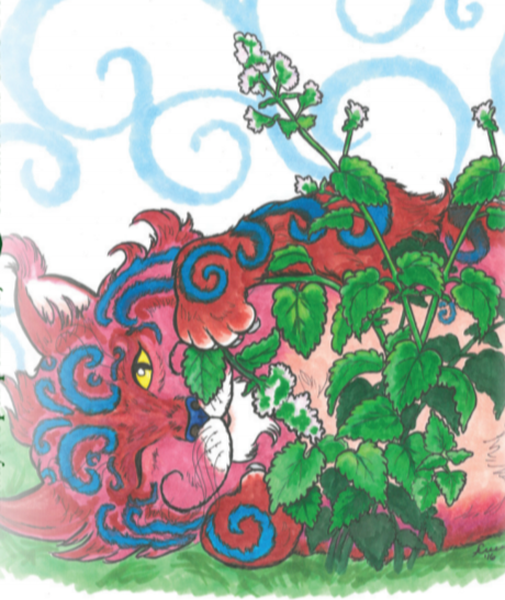 Catnip Seeds - Sow True Seed