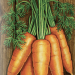 Carrot Seeds - Shin Kuroda - Sow True Seed