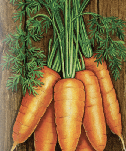 Carrot Seeds - Shin Kuroda - Sow True Seed