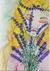 Lavender Seeds - English (Vera) - Sow True Seed