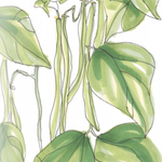 Bush Bean Seeds - Maxibel Haricot Vert, ORGANIC - Sow True Seed