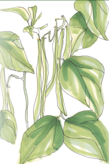 Bush Bean Seeds - Maxibel Haricot Vert, ORGANIC - Sow True Seed