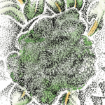 Broccoli Seeds - Di Ciccio, ORGANIC - Sow True Seed