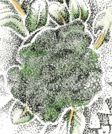 Broccoli Seeds - Di Ciccio, ORGANIC - Sow True Seed
