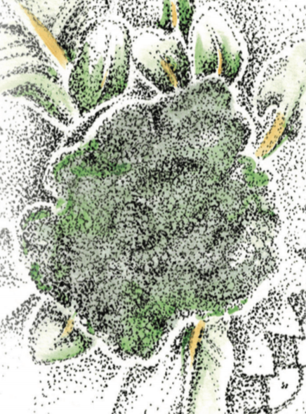 Broccoli Seeds - Di Ciccio, ORGANIC - Sow True Seed