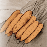 Carrot Seeds - Little Finger, ORGANIC - Sow True Seed