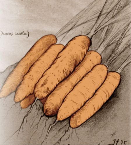 Carrot Seeds - Little Finger, ORGANIC - Sow True Seed