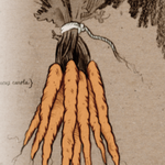 Carrot Seeds - Tendersweet, ORGANIC - Sow True Seed