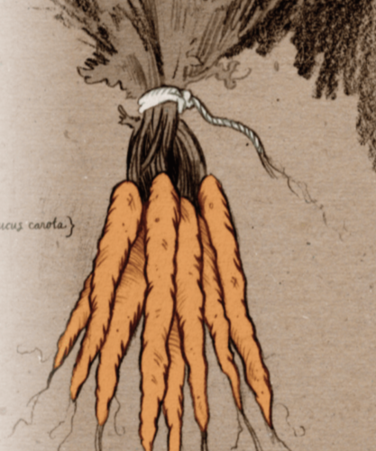 Carrot Seeds - Tendersweet, ORGANIC - Sow True Seed