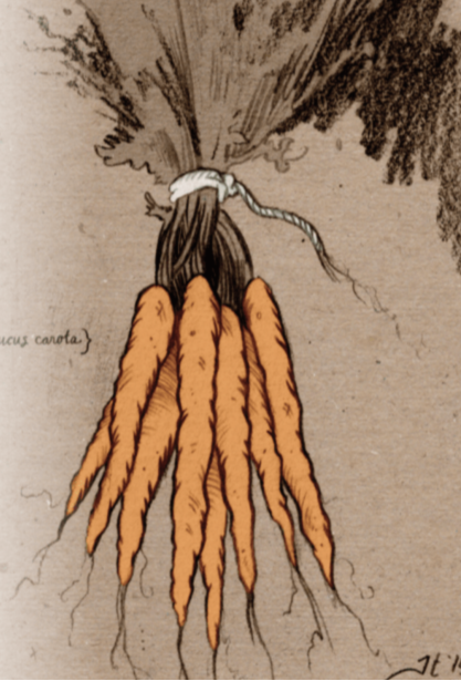 Carrot Seeds - Tendersweet, ORGANIC - Sow True Seed