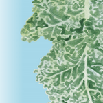 Kale Seeds - Vates, Dwarf Blue Curled Scotch - Sow True Seed