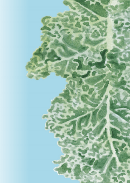 Kale Seeds - Vates, Dwarf Blue Curled Scotch - Sow True Seed