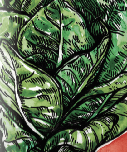Lettuce Seeds - Jericho, ORGANIC - Sow True Seed