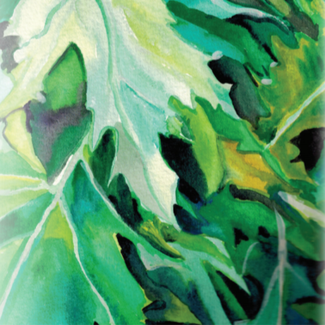 Asian Greens Seeds - Mizuna, ORGANIC - Sow True Seed