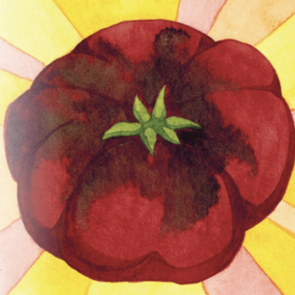 Slicing Tomato Seeds - Cherokee Purple, ORGANIC - Sow True Seed