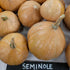Winter Squash Seeds - Seminole Pumpkin