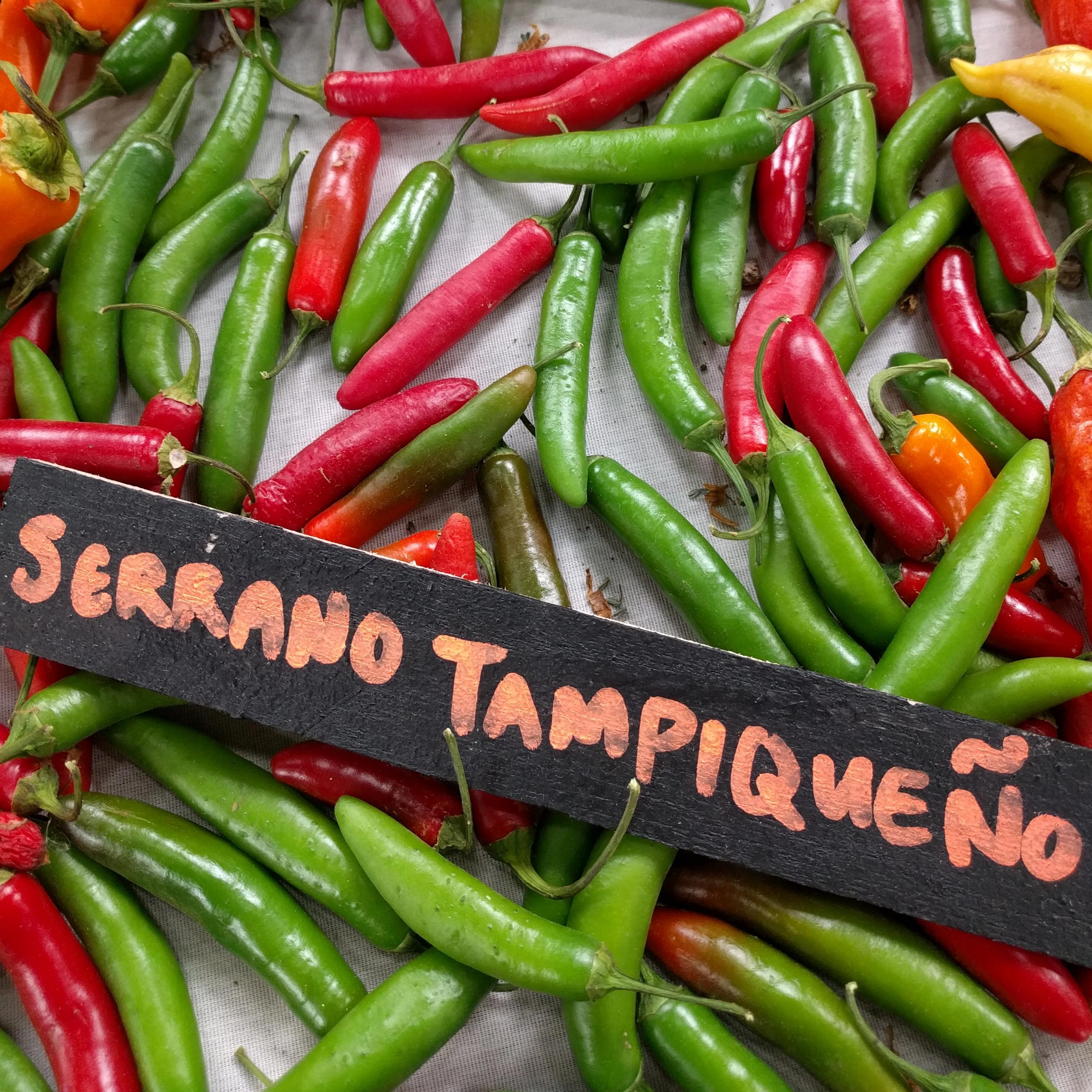 Hot Pepper - Serrano Tampiqueño - Sow True Seed