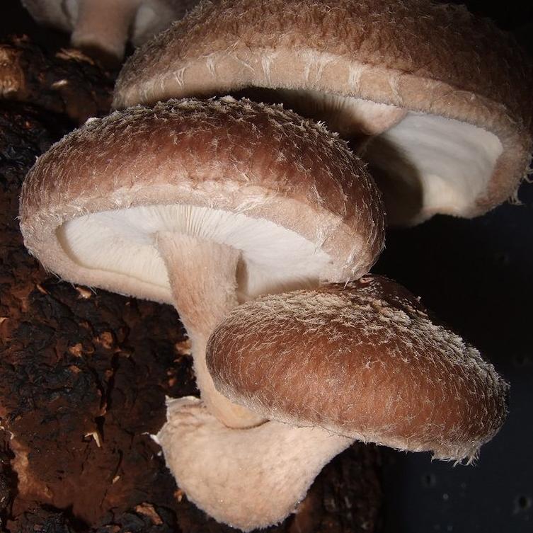 Shiitake Mushroom Plugs Sow True Seed