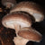 Shiitake Mushroom Plugs - Sow True Seed