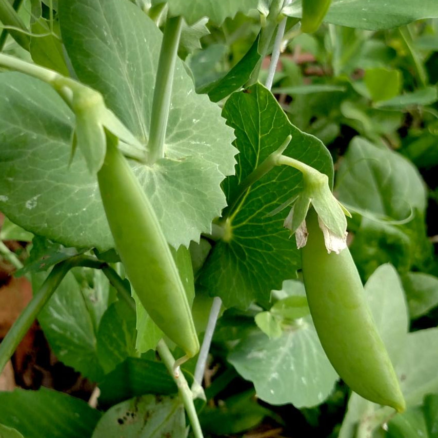 Snap Pea - Sugar Ann - Sow True Seed