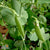Snap Pea - Sugar Ann - Sow True Seed