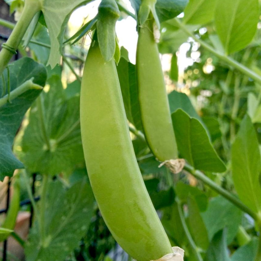 Snap Pea - Sugar Ann - Sow True Seed
